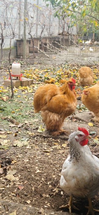 Cochinchina galben uriaș