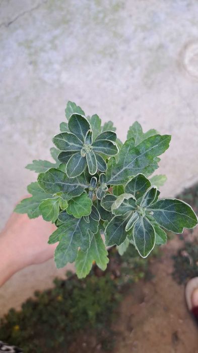 Хризантема жёлтого цвета