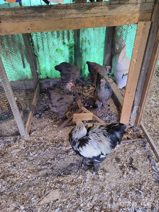 Brahma Herminat Închis