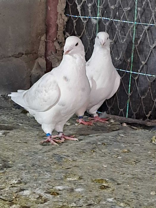 Vand porumbei de rasa