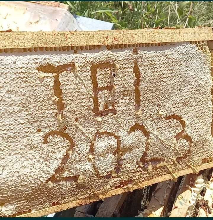 Vindem miere , lăzi de albină folosite și stupi