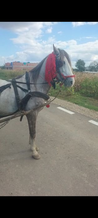 Vând cal  de 7 ani  cuminte
