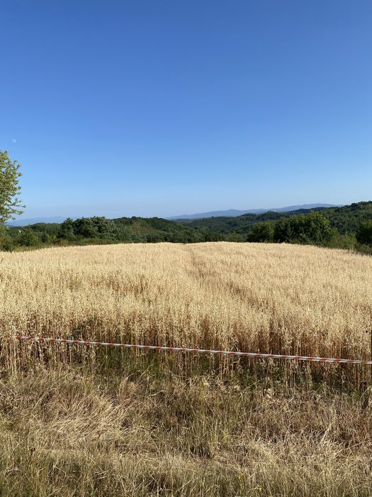 Vând ovăz C2 producție 2025 1,60 lei/kg!!