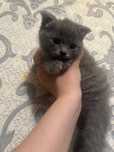 Скотчи Фолд 1.5 ойлик