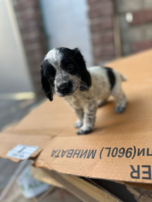 Вязка,случка спаниель