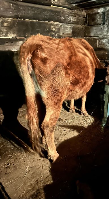 Продам корову красно степной породы