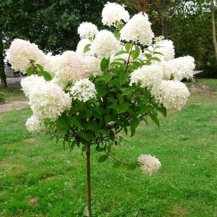 Hortensie De Gradina (Tip Pomișor)