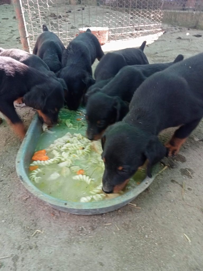 Căței Jagd Terrier