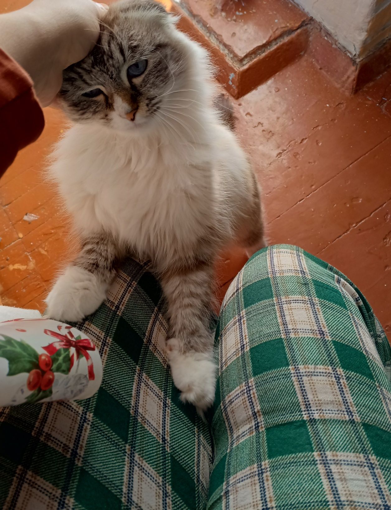Отдам вислоухую кошечку