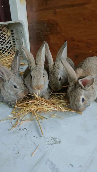 Velikanla va xar hil quyon turlari va q6wti bor