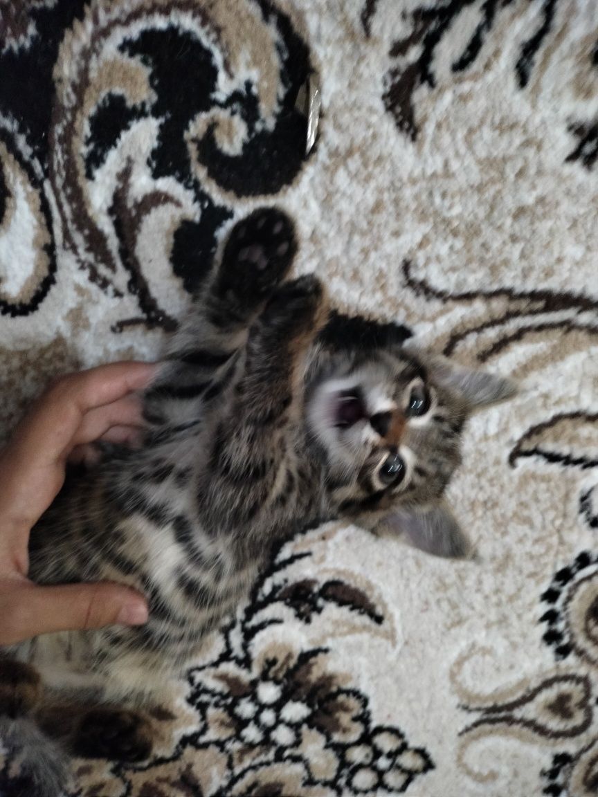 Котята по 2 месяцев