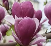 Magnolia Rustica Ruba -Roz închis