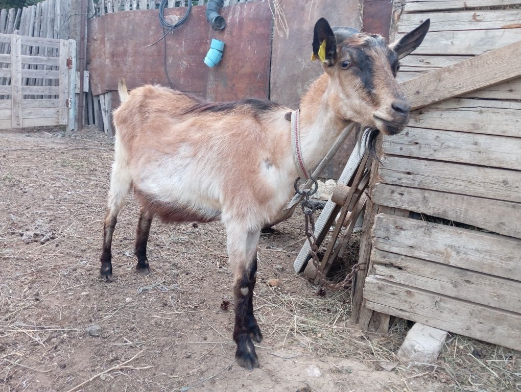 Продам Козла и козу