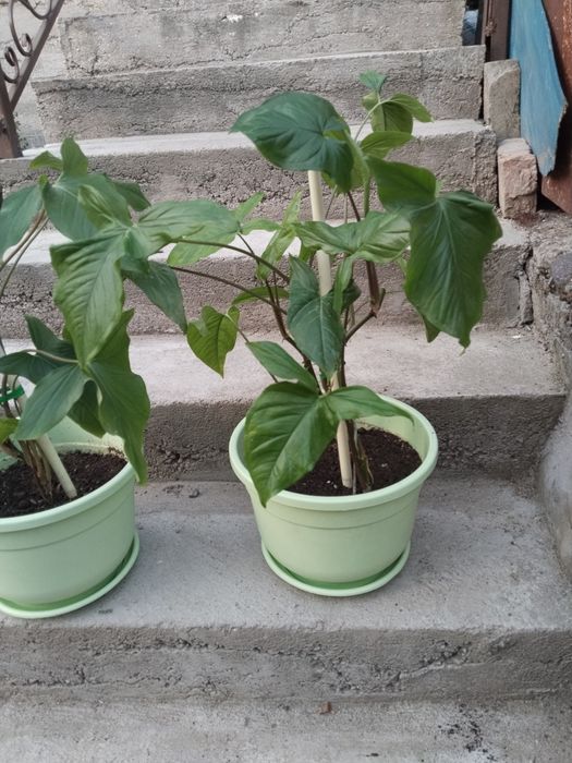 Продаются Монстера