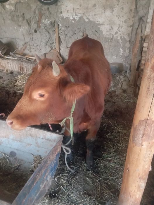 Бука 1,5 ешар соглом еб ичиши зур жавоб