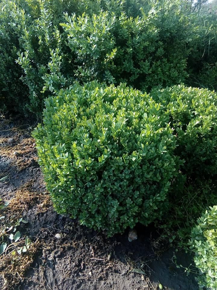 Vând Buxus Gard Viu