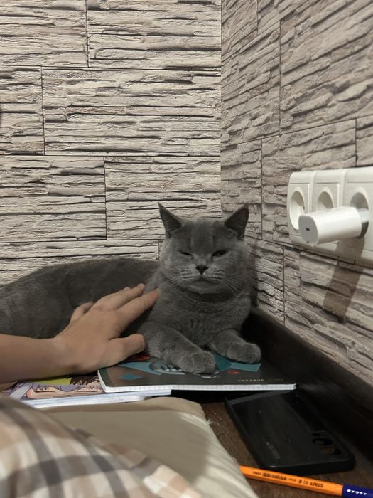 кошка британская