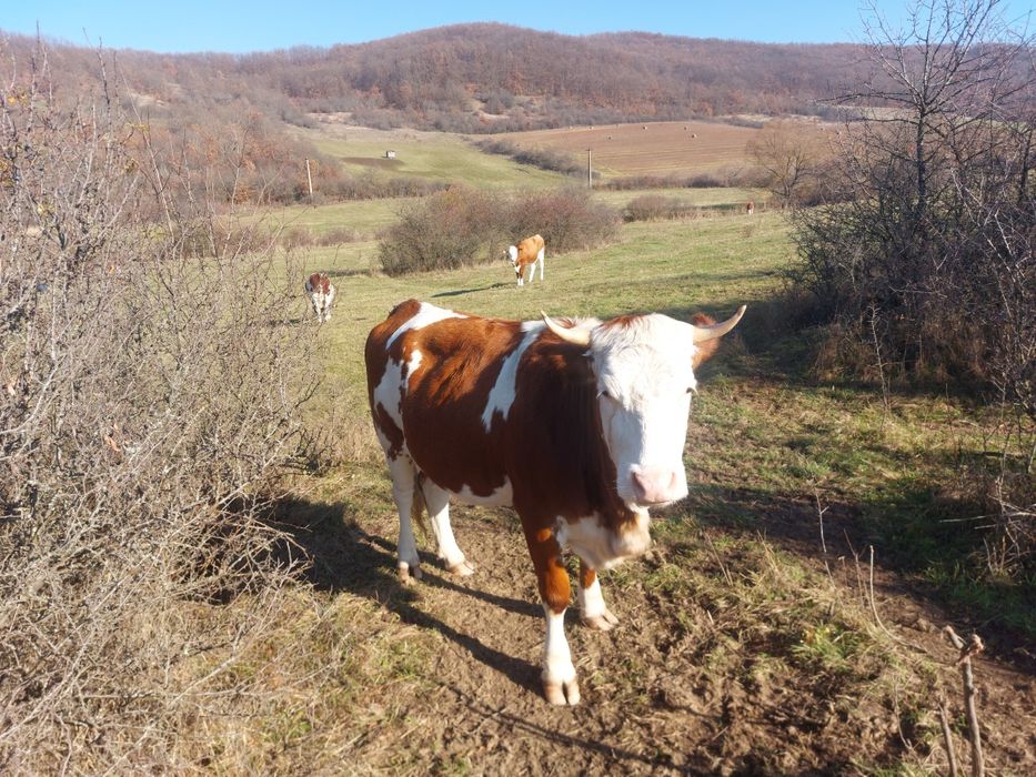 Vand doua juninci gestante