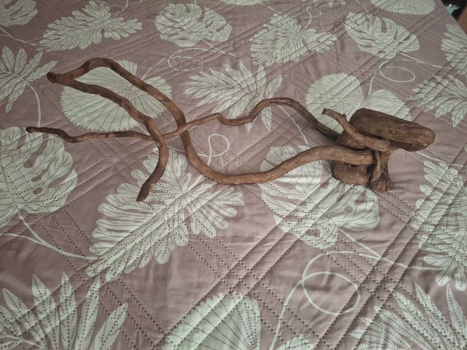 Корен за Аквариум