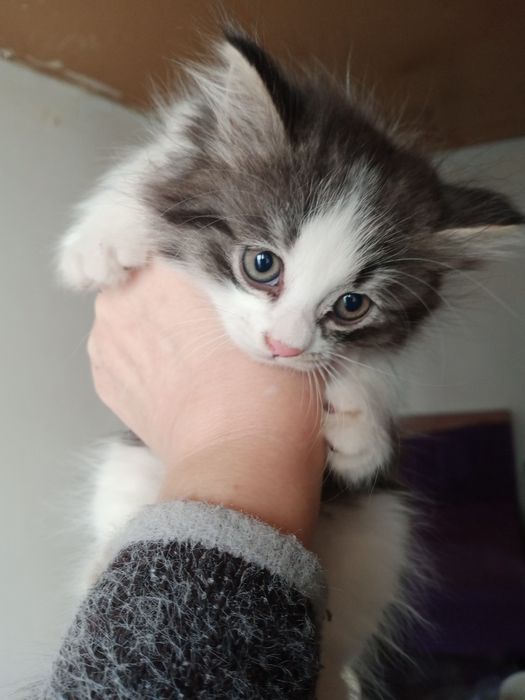 Животные кошки породистые