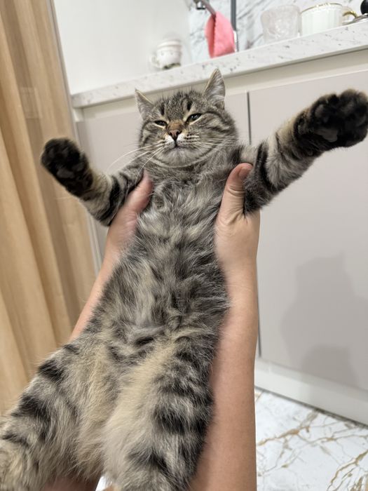 Котенок мальчик мышелов