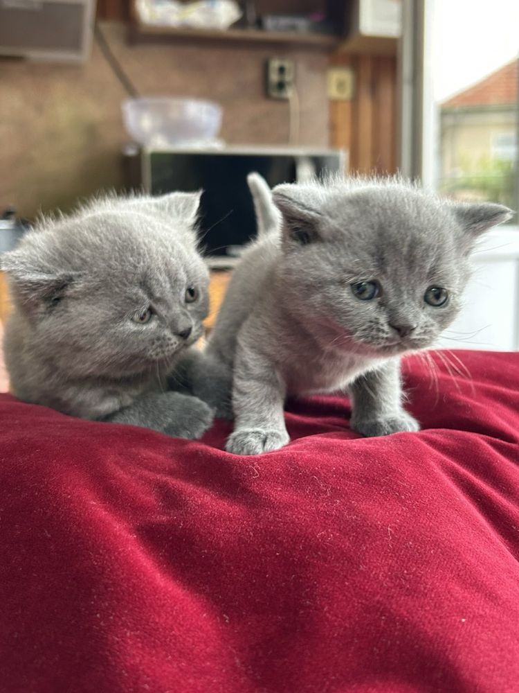 Британски котета