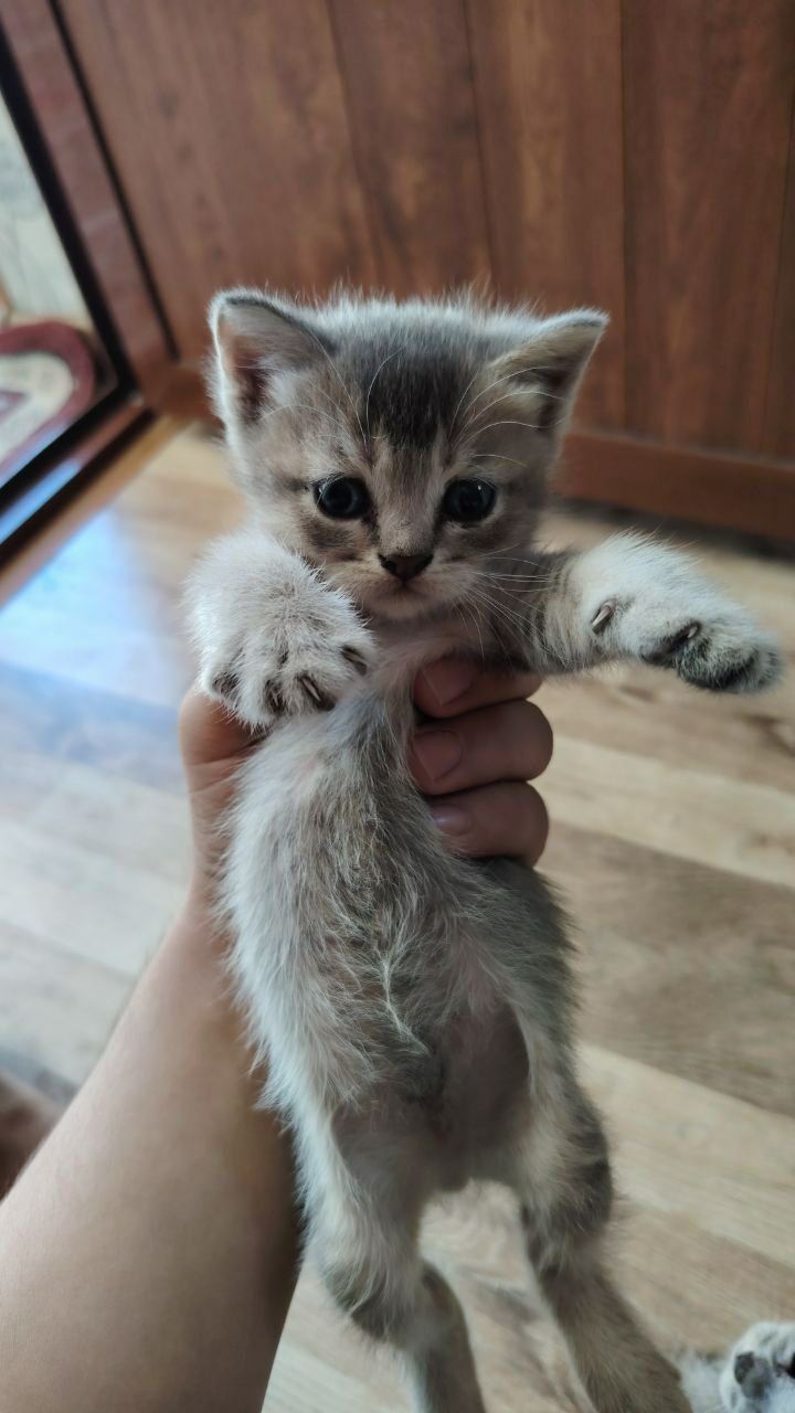 продам котенок серебристая шиншилла