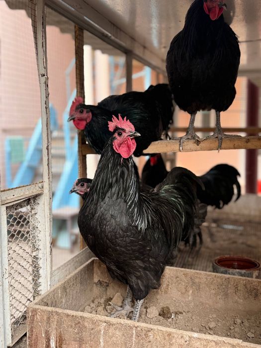 Avstrolop zotli xo’rozlar sotiladi