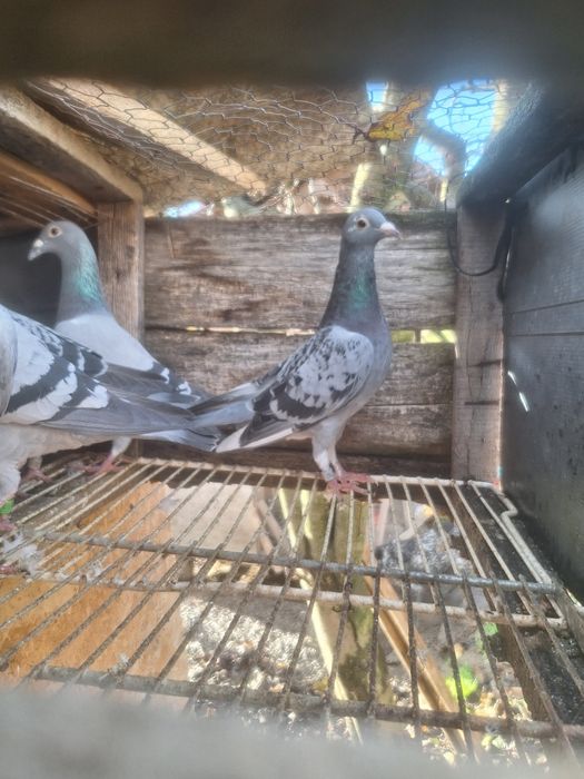 Vand Ceas Benzing G2 complet + zburati si de matca cu pedigree