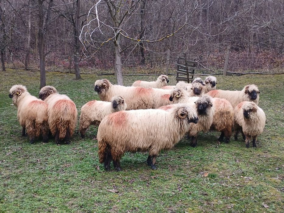 Vând 10 oi și un berbec.