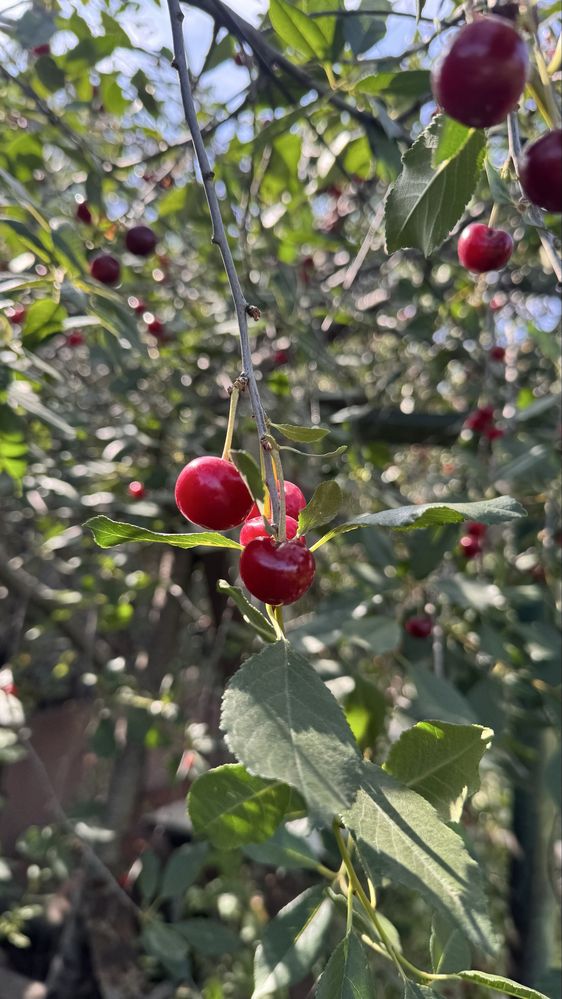 Продам крупную вишню