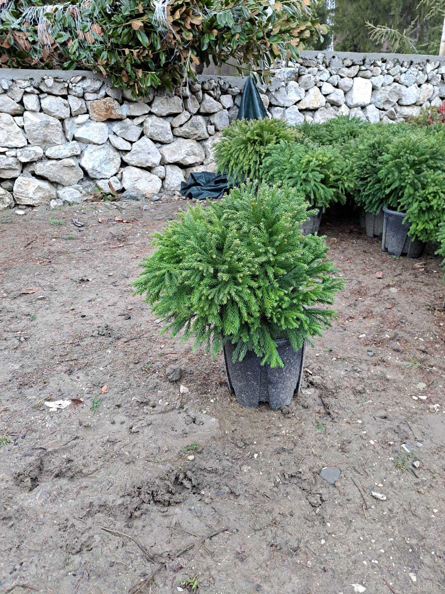 Etajere Palmier Trachycarpus , Tuia Smaragd Buxus Plante Ornamentale