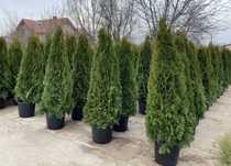 Plante ornamentale, tuia, brazi arginti, copaci mesteacăn tei platan