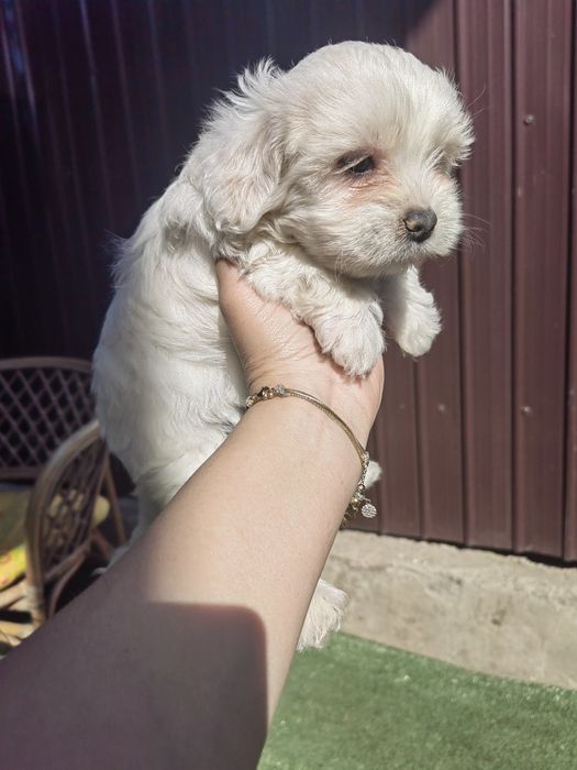 Mascul Bichon Maltez