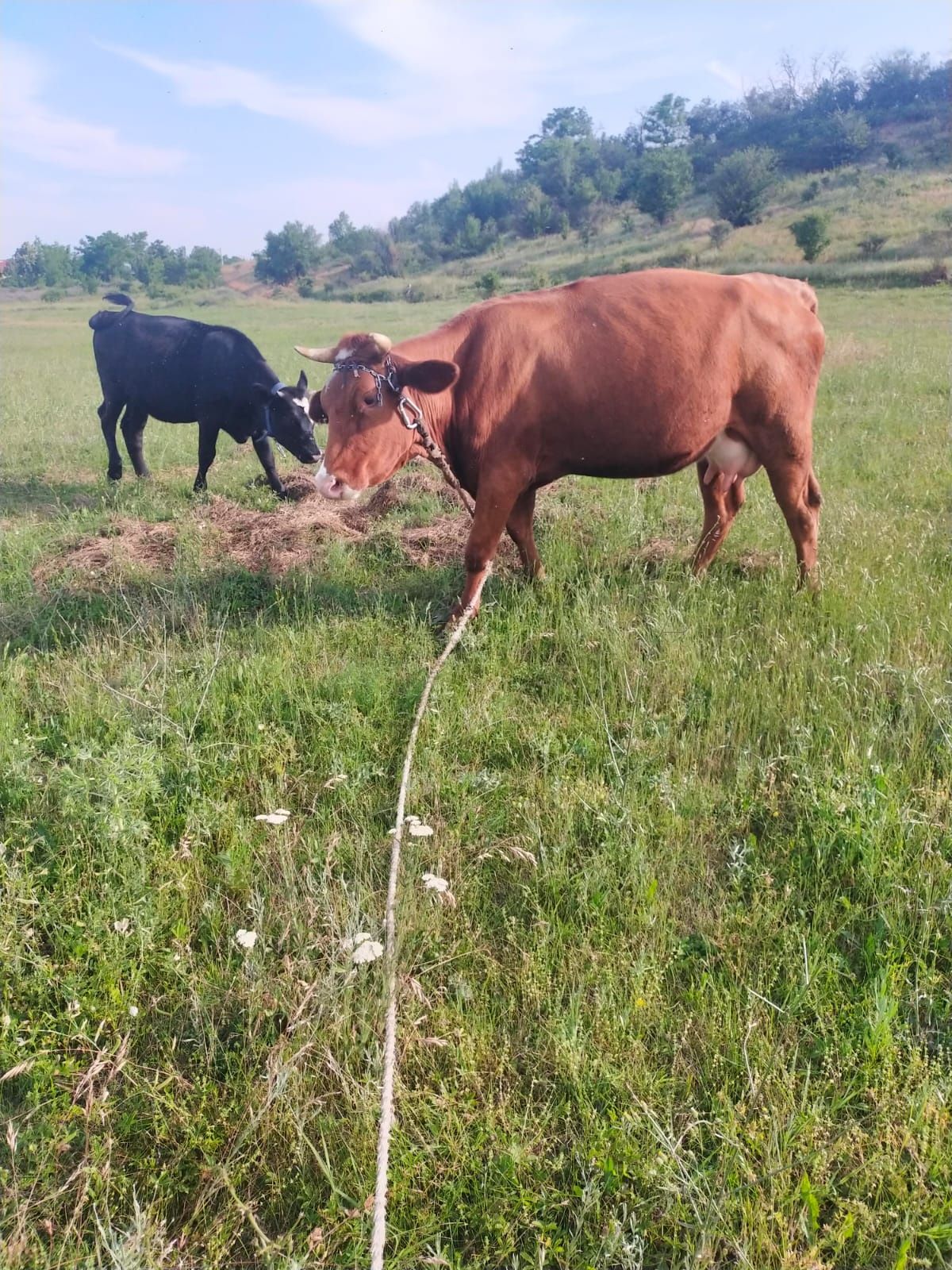 Vacă de vînzare și vițică