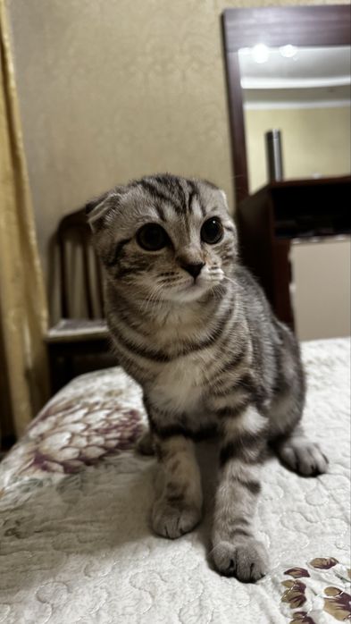 Продам шотландскую вислоухую котенка 25тыс