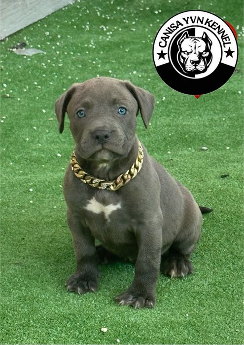 Mascul amstaff blue
