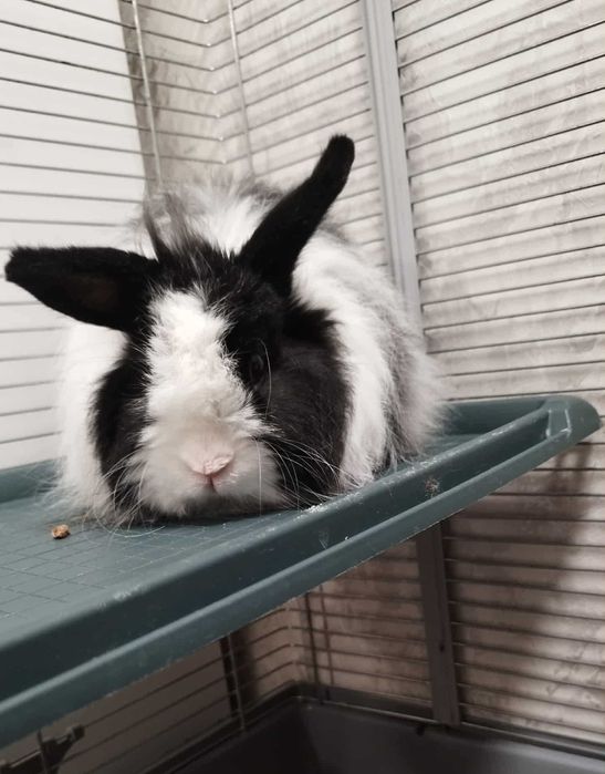 Подарявам зайче мини