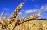 продам пшеницу, самовывоз