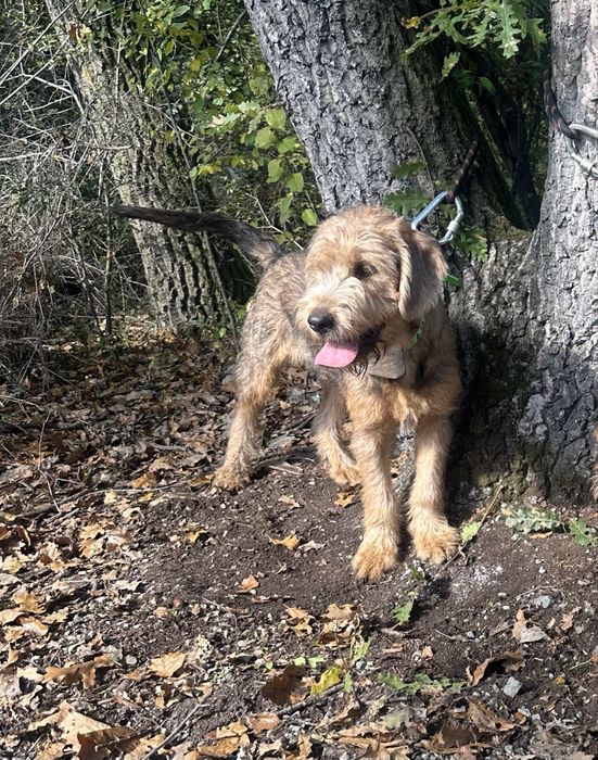 Продавам бараче на 6 месеца