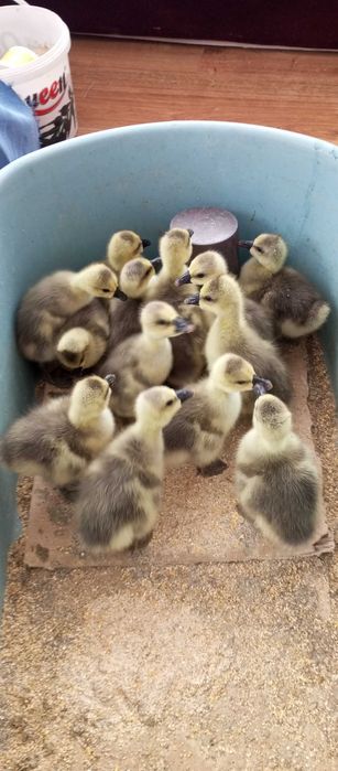 Boboci  gîsca leșeasca Pitești