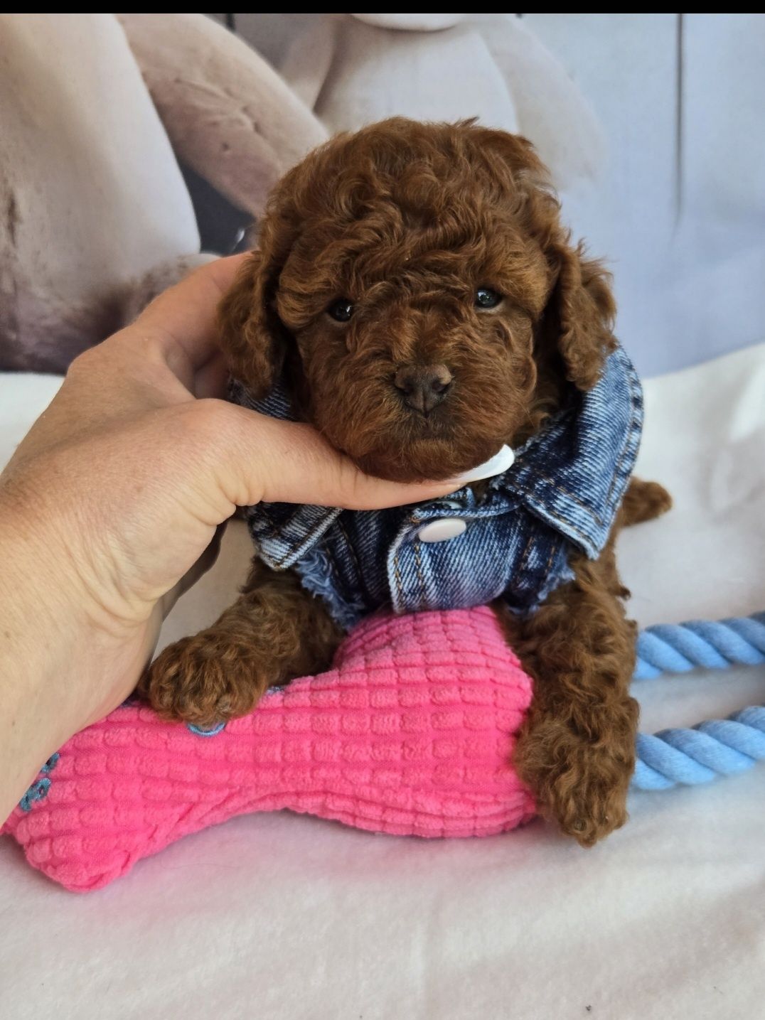 Пудел той Poodle toy с родословие момиче