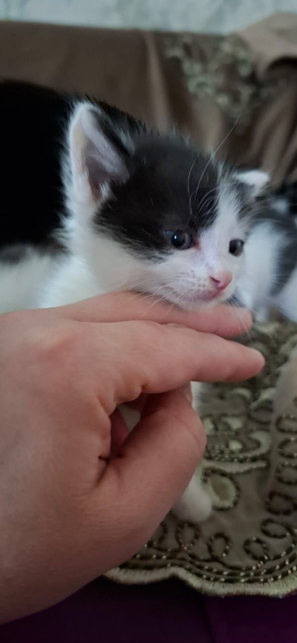 Котята ищут дом и добрых друзей