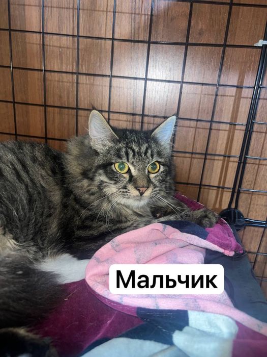 Котята 6 месяцев