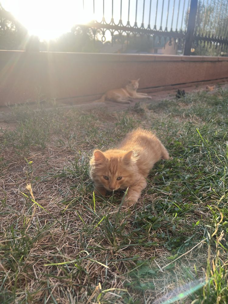 Котенок девочка 3 месяца в поисках дома