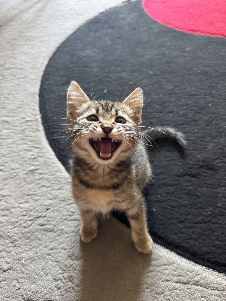 Кот, серая шерсть 3 месяца