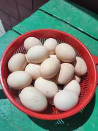 Продаю куриные домашние яйца
