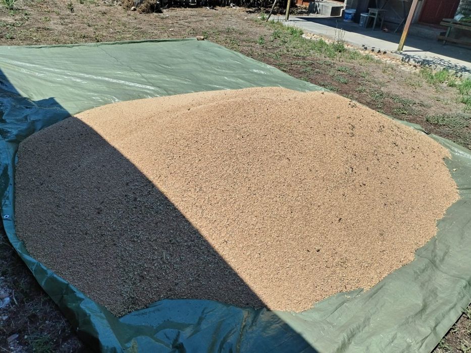 Vand grau productie 2025