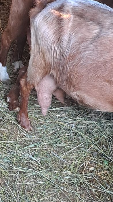 Schimb capre/iede cu oi