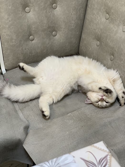 Srochna sotiladi scottish strayt shinshila